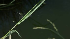 tiger dragonfly ( Asia dragonfly ) footage