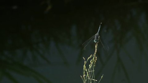 Close Up Scutigera Coleoptrata Eerie の動画素材 ロイヤリティフリー Shutterstock