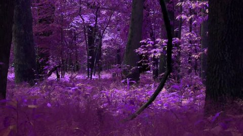Purple, dark magical forest.