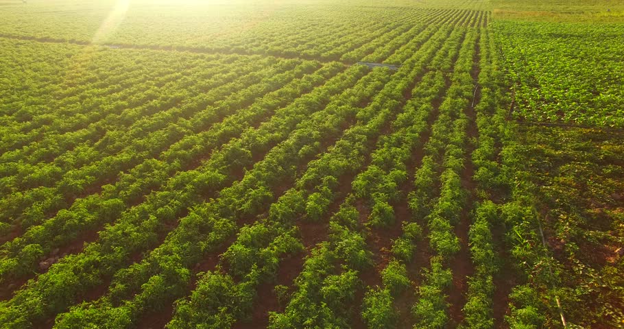 4K Aerial view of  plantation field in Thailand in the morning with sunlight.