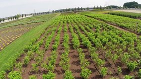 Garden center, plant seedlings, drip irrigation, field with seedlings of plants, springtime, Hose, water, water, from above, aerial, video, from the air, Tree farm nursery plantation