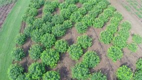 Garden center, plant seedlings, drip irrigation, field with seedlings of plants, springtime, Hose, water, water, from above, aerial, video, from the air, Tree farm nursery plantation