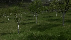Food production orchard in the spring slow-mo 1080p FullHD footage - Apple trees planted on the field slow motion 1920X1080 HD video