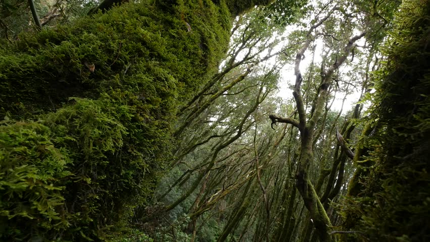 4k A Rainforest In Brazil Stockvideos Filmmaterial 100 Lizenzfrei Shutterstock