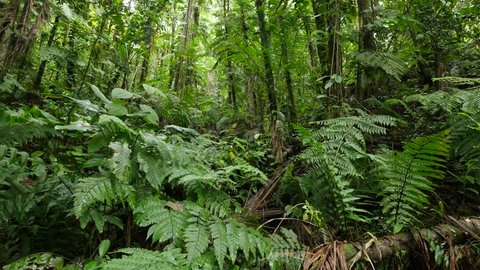 4k View Through Leaves Trees Rainforest Stock Footage Video (100% ...