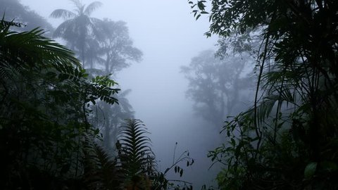 4k High Humidity Of Rainforest Stockvideos Filmmaterial 100 Lizenzfrei Shutterstock