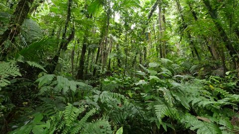 Beautiful Nature Background Lush Green Forest Stock Footage Video (100% ...