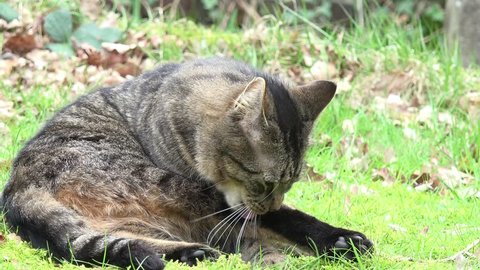 cat lying on meadow and grooming fur