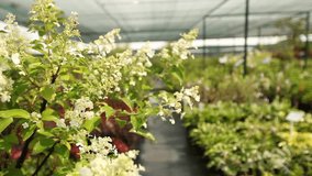 Cultivation of plants in the greenhouse, water irrigation, rows of plants, sale of plants, growing, water droplets, wet, leaves of plants, flowers, tree seedlings, video
