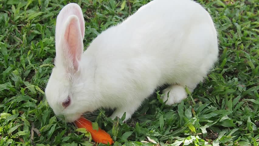 rabbit eating carrot