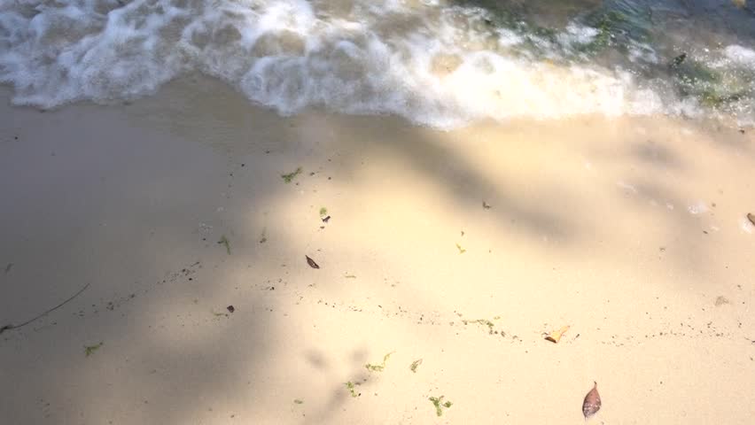 Sea Shores Waves and Algae, sound waves