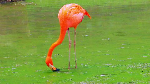 Elegant pink flamingo feeding in stagnant water covered by green algae. Tall exotic bird with long legs forages for food in shallow freshwater pond. Eating tropical animal concept. Camera stays still.