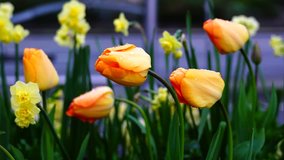 wet tulips