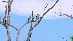 Spot-billed Pelicans grooming themselves perched on dry tree branches. Natural landscape and wild animals of Udawalawe national Park, Sri Lanka. Slow motion video with original audio