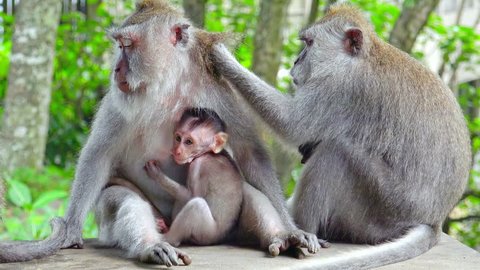 Group of crab-eating macaques (Macaca fascicularis). Adult monkey grooms female holding baby sticking to her chest. Social grooming between animals concept. Bali, Indonesia. Camera stays still.
