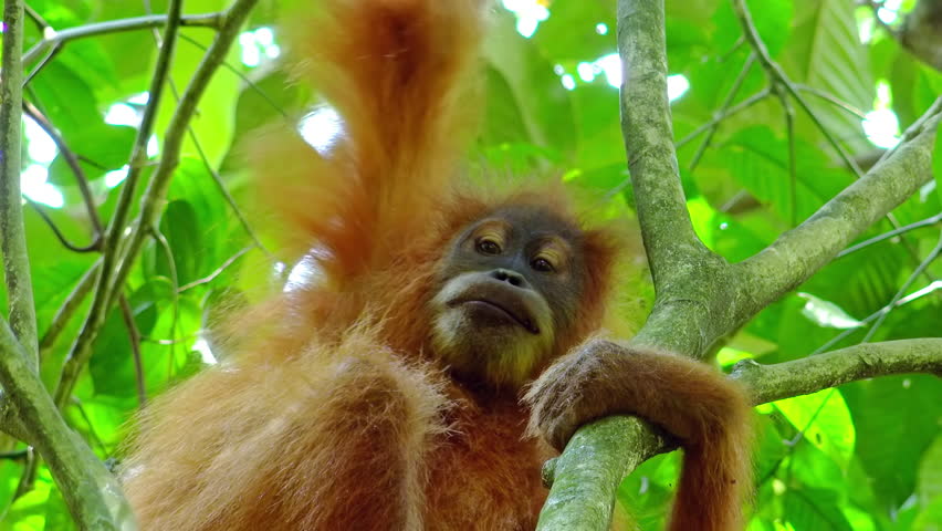 Animals In Wild Orangutan Cute Stock Footage Video 100 Royalty Free 26021018 Shutterstock