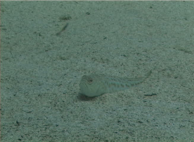 Eye of Greater weever (Trachinus draco). Fish of the Black Sea
