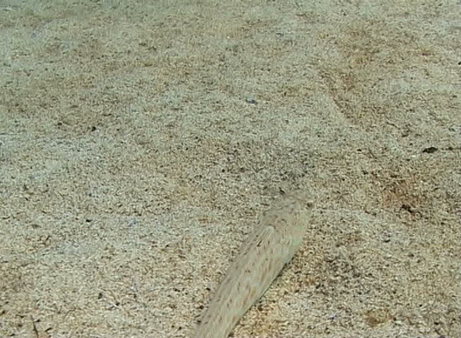 Eye of Greater weever (Trachinus draco). Fish of the Black Sea