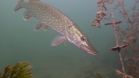 Northern pike (Esox lucius) swimming close up. Underwater footage in the lake. Diving in fresh water.  