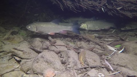 Chub (Leuciscus cephalus) freshwater fish in the beautiful clean creek. Live in the river. Underwater video of swimming chub.