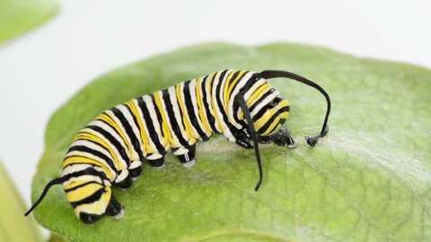 9 day old Monarch caterpillar right after molting eating his old skin for extra energy, side view at double speed