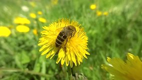 The bee takes off from the dandelion after taking the pollen. Slow motion video.
