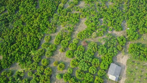 Aerial shot with from a drone. Flying over lychee tree farms at  Fang City, Chiang Mai, Thailand
