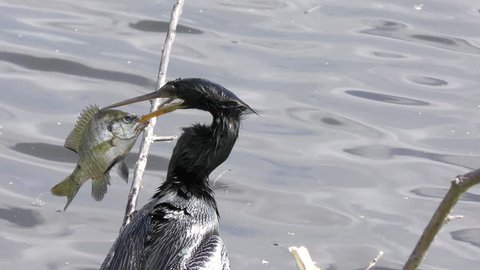 Anhinga with a large fish in its beak