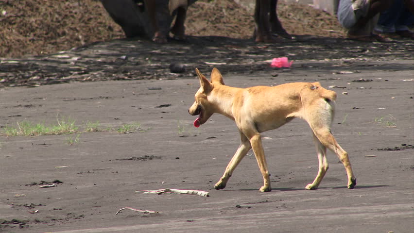 Dog walking through volcano ash in a village in Papua New Guinea