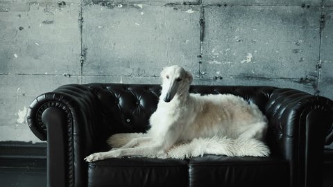 Luxury dog lies on the couch