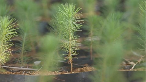 Young pine tree seedling - close-up shot