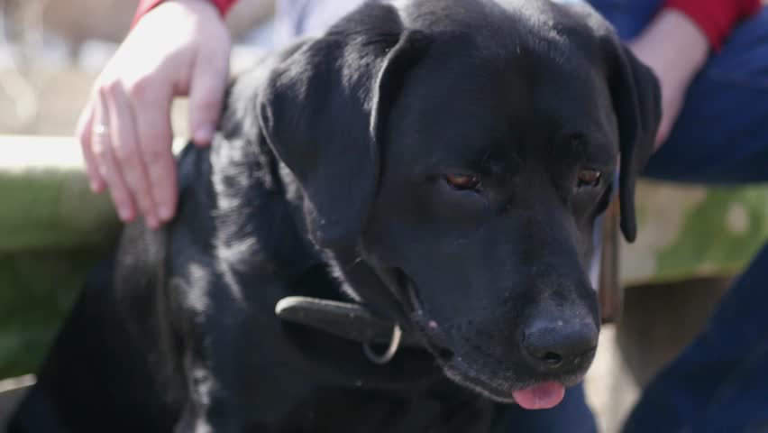 A man strokes a black black Labrador on the head. 4k, 3840x2160. HD