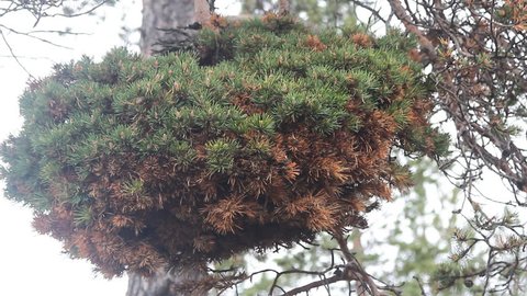 Pathobiology, dendrology. Huge witch-brooms disease on pine tree - result of a genetic mutation. Myth - witches spoil gardens, weaving brooms