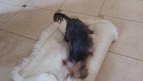 Wet Yorkshire terrier smell and play with shaggy rug of floor at home, mobile phone video.
