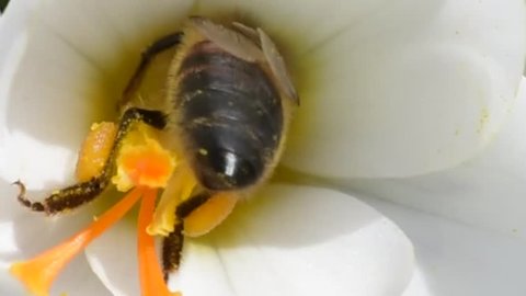 Honey bees collect nectar on crocuses