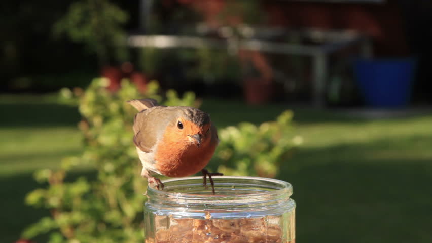 Robin Eating Mealworms image - Free stock photo - Public Domain photo ...