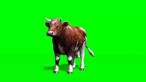 cow - brown cow standing motion - isolated  green screen  