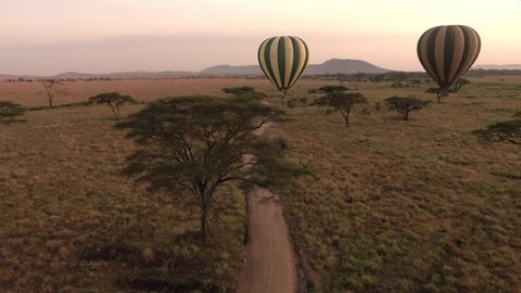 AERIAL, CLOSE UP: Hot air balloons flying over amazing lush green acacia tree canopies in endless savanna short grass plains at golden light morning. Safari dirt road passing through dry open woodland