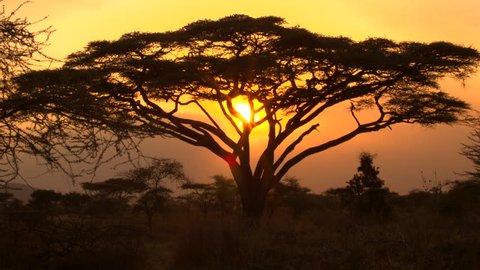 CLOSE UP: Stunning silhouetted thorny acacia tree canopy against golden setting sun in spectacular overgrown savannah grassland woodland in African wilderness. Scenic dry open woodland scenery at dusk