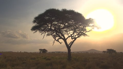 AERIAL, CLOSE UP: Flying and distancing from silhouetted acacia tree in beautiful golden light sunset in pristine African savannah wilderness. Sun setting behind the canopy penetrating lush foliage