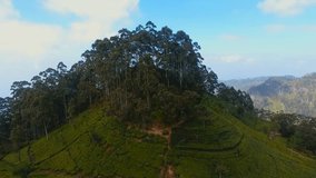 Tea plantations. Lipton's seat. Aerial footage. Nature background by drone. Sri Lanka