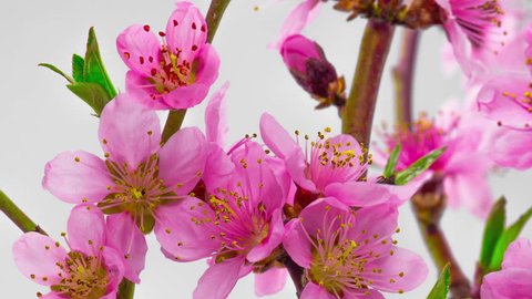 4k 29 97 Fps Macro Time の動画素材 ロイヤリティフリー Shutterstock