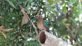 Exotic Emerald Dove bird (Chalcophaps indica) sitting close up on a tree branch in a jungle habitat. / Emerald Dove bird sitting and cleansing close up on tree branch