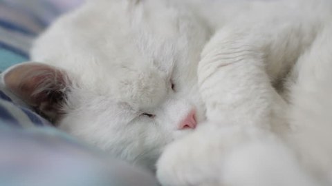 White Cat Sleeping, Paws Covering Head