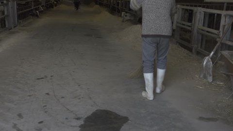Cattle Farmer Prepares Bucket for Milk