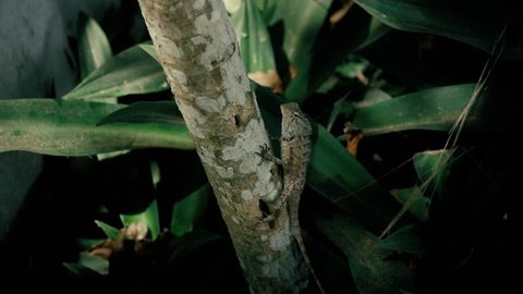 Sand lizard, Lacerta agilis. The male lizard in breeding grey color on tree jungle.