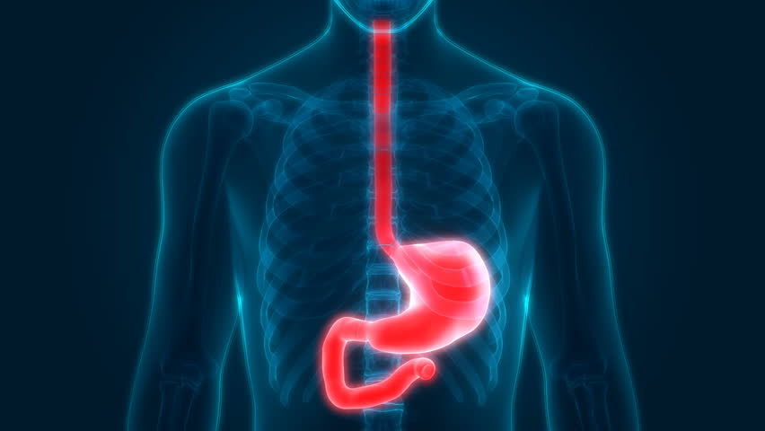 Human Digestive System Anatomy (stomach). Stock Footage Video (100%