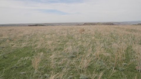 the grass "tumbleweed" slides on the steppe on wind