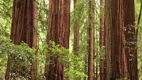 Sequoia redwood trees slow pan up