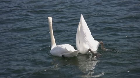 Swan couple. One goes bottoms up.